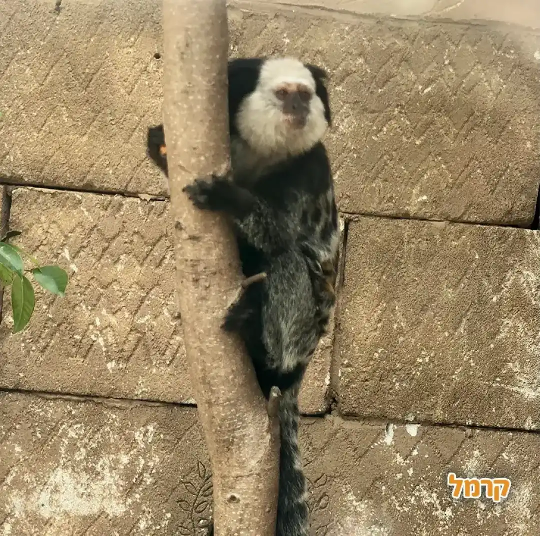 גירית על עץ