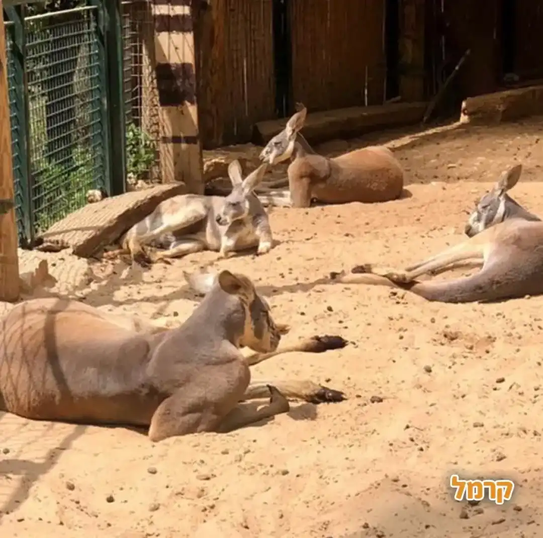 להקת קנגרו נחה