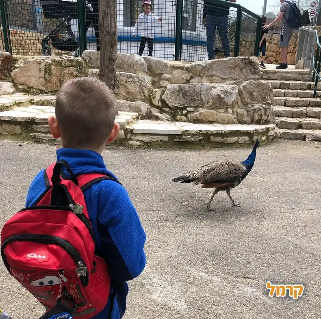 ילד רואה טווס