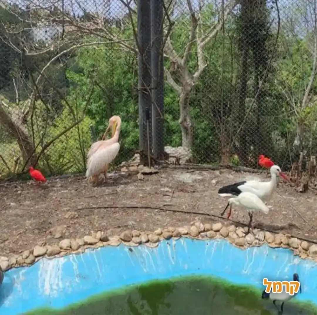 מתחם עופות המים