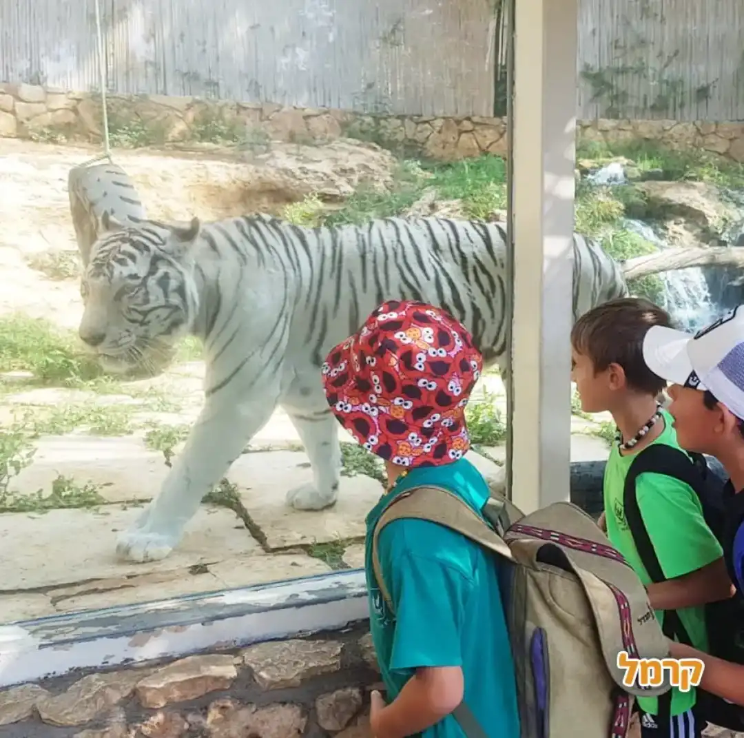 ילדים צופים בנמר לבן