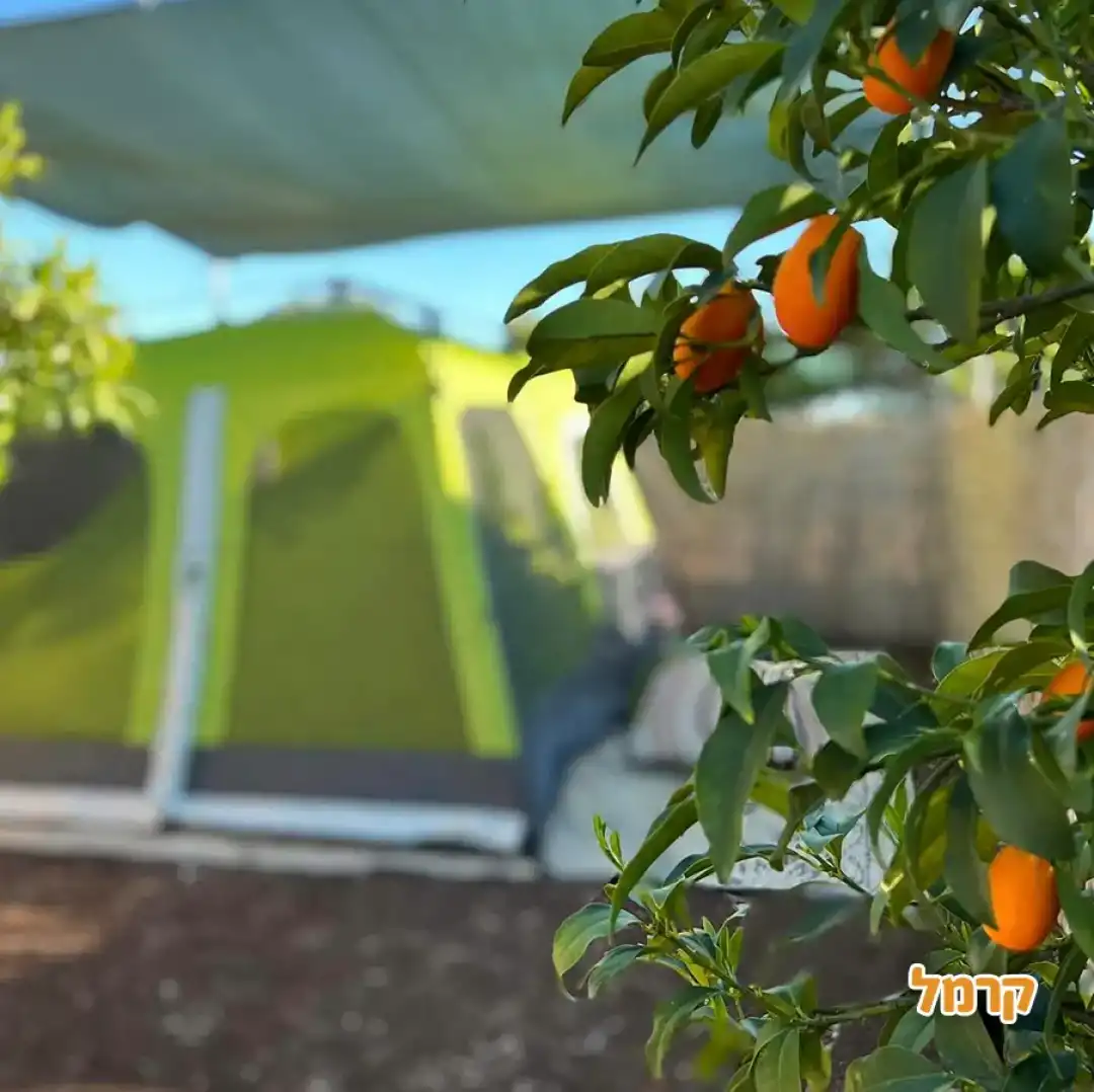 אוהלי המקום בין מטעי תפוז סיני