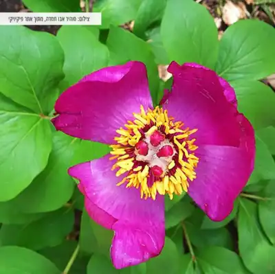 פרח כף הדב הצומח רק בבית ג'אן