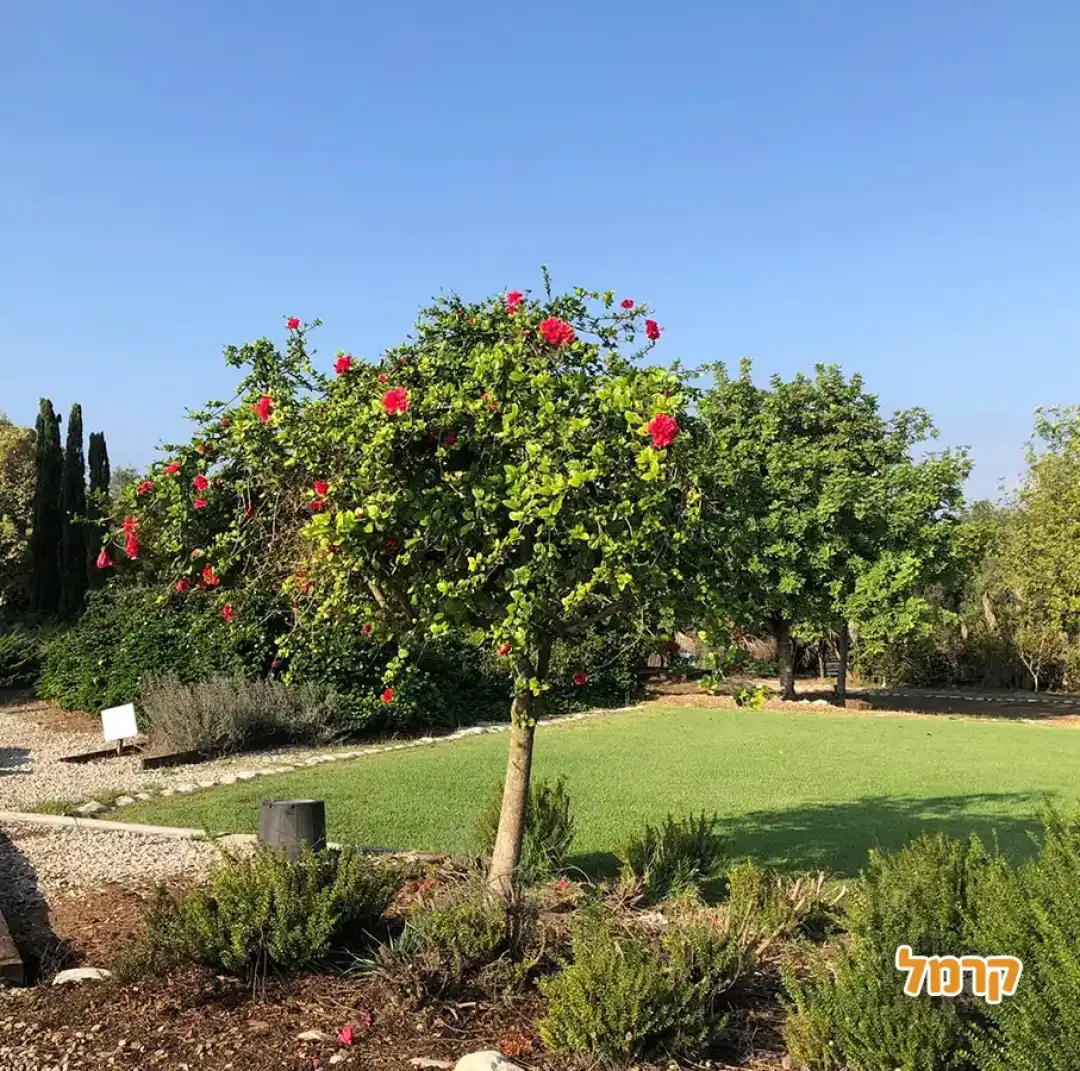 מסלולים בפרדס 