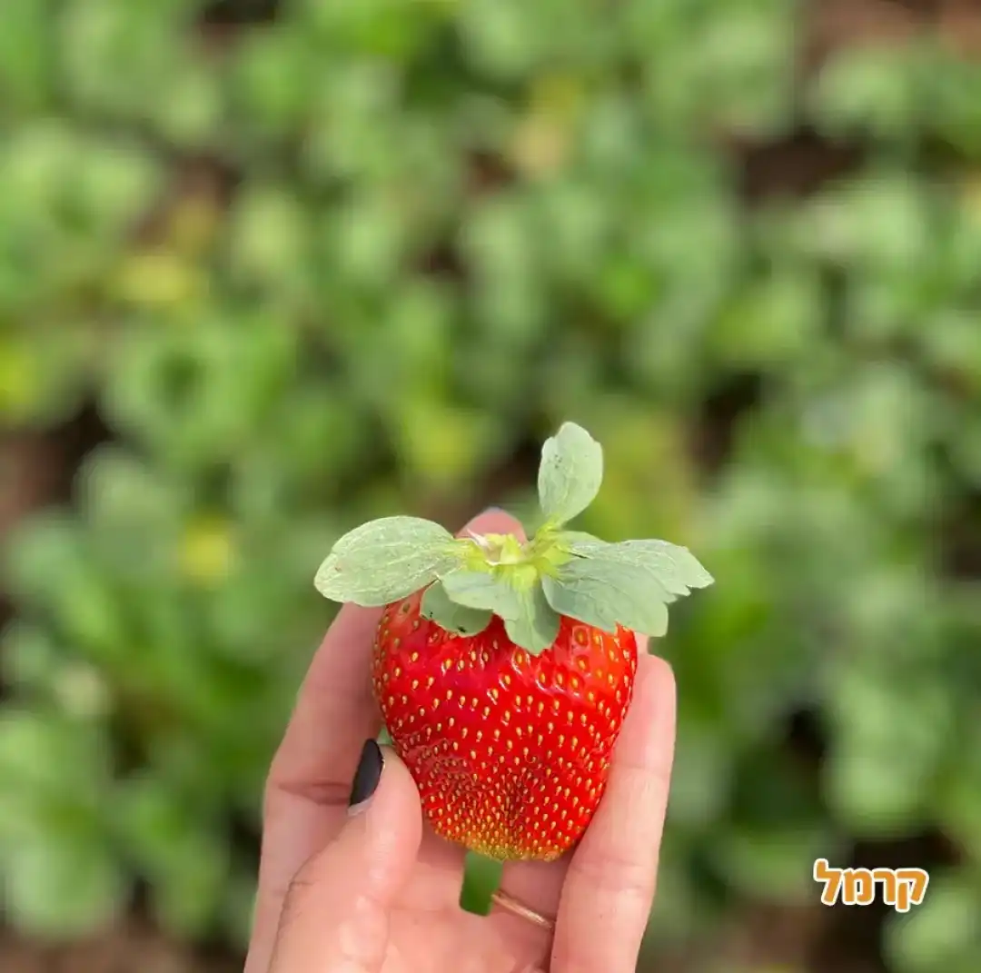 משק הכוכבים Stars farm