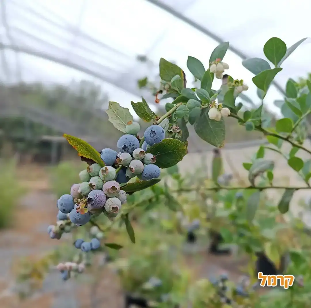 להתאהב בטבע בגליל המערבי