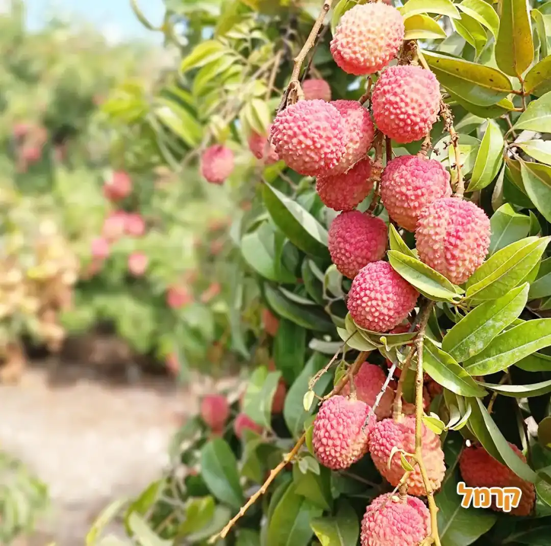 להתאהב בטבע בגליל המערבי