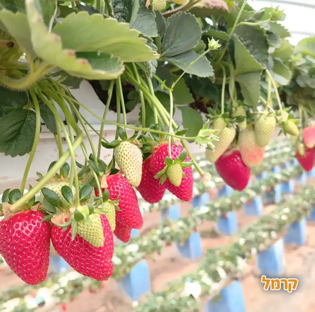 להתאהב בטבע בגליל המערבי להתאהב בטבע בגליל המערבי