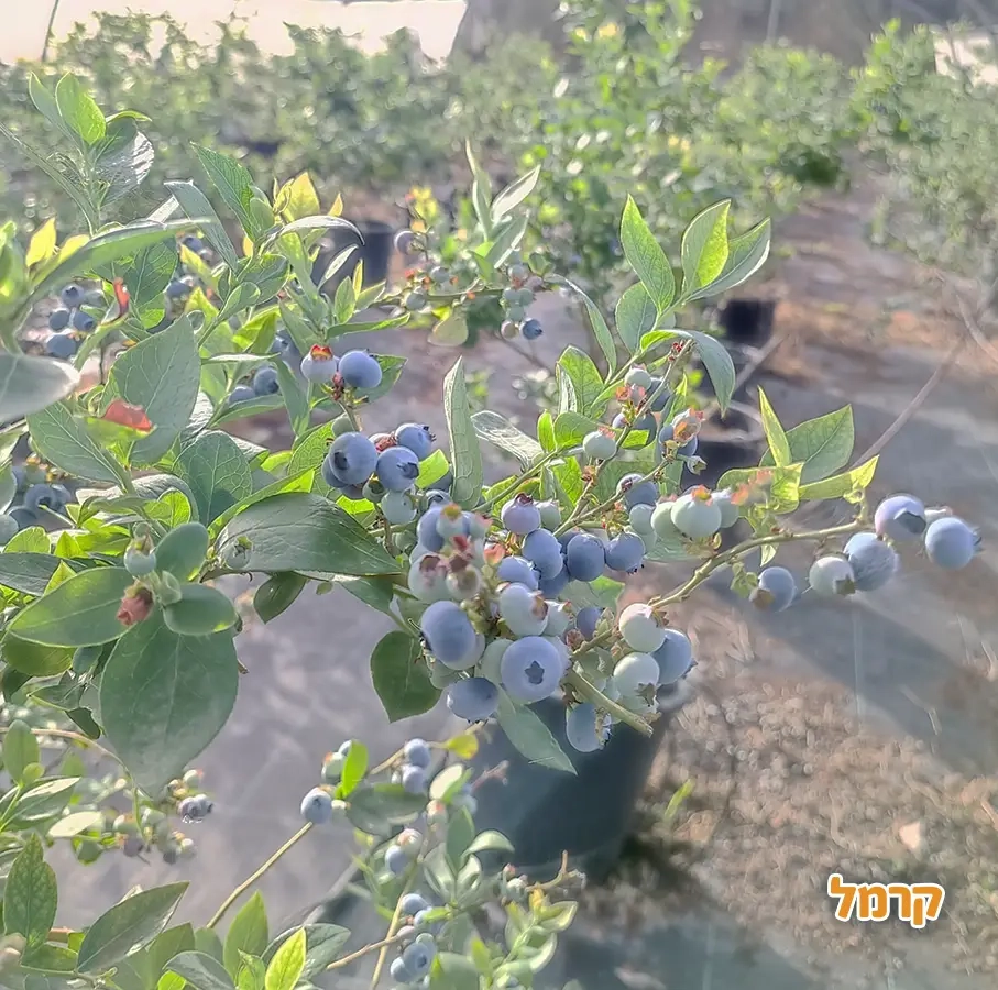 להתאהב בטבע בגליל המערבי