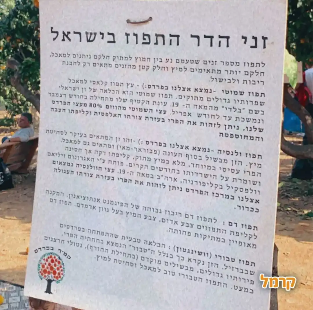 קטיף בפרדס