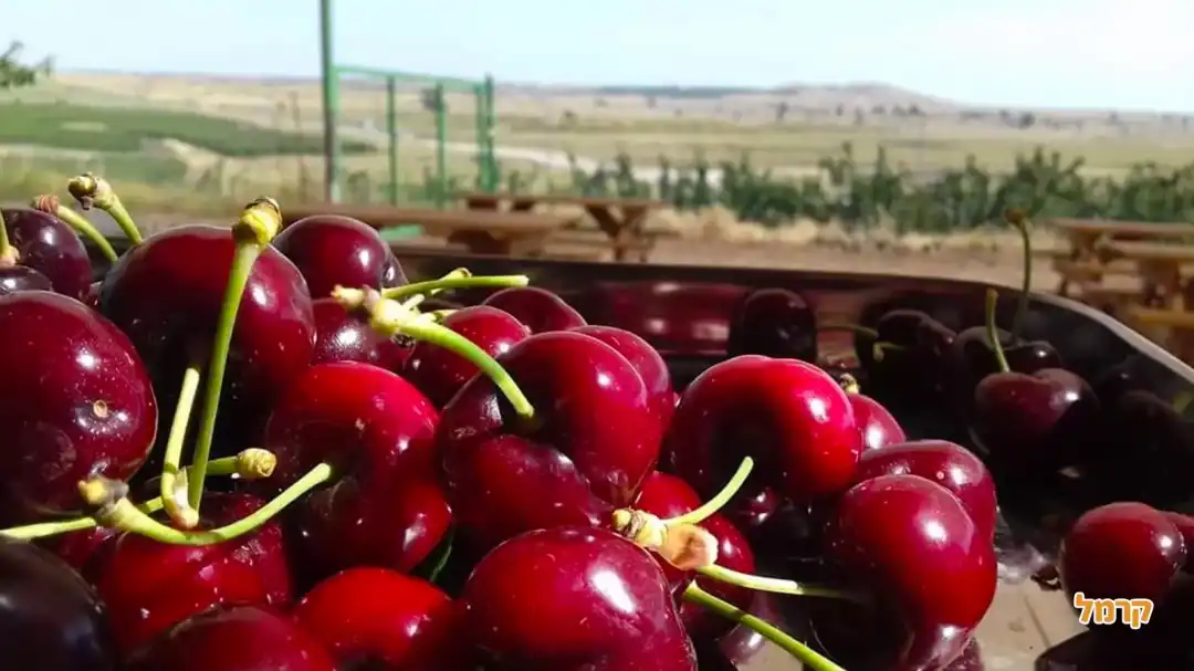 דובדבנים ממטעי הקטיף