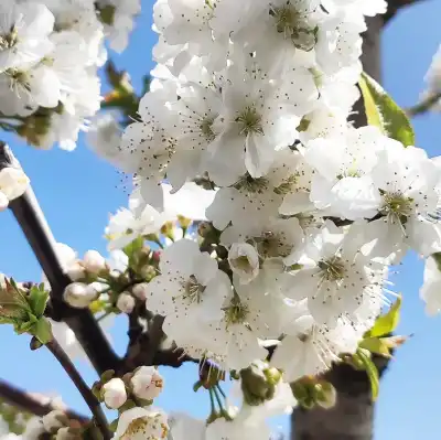 פריחת הדובדבן פריחת הדובדבן