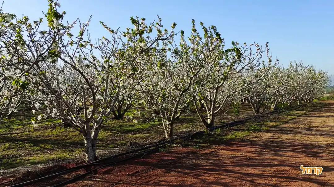 שיירה של עצים עם פריחה מדהימה