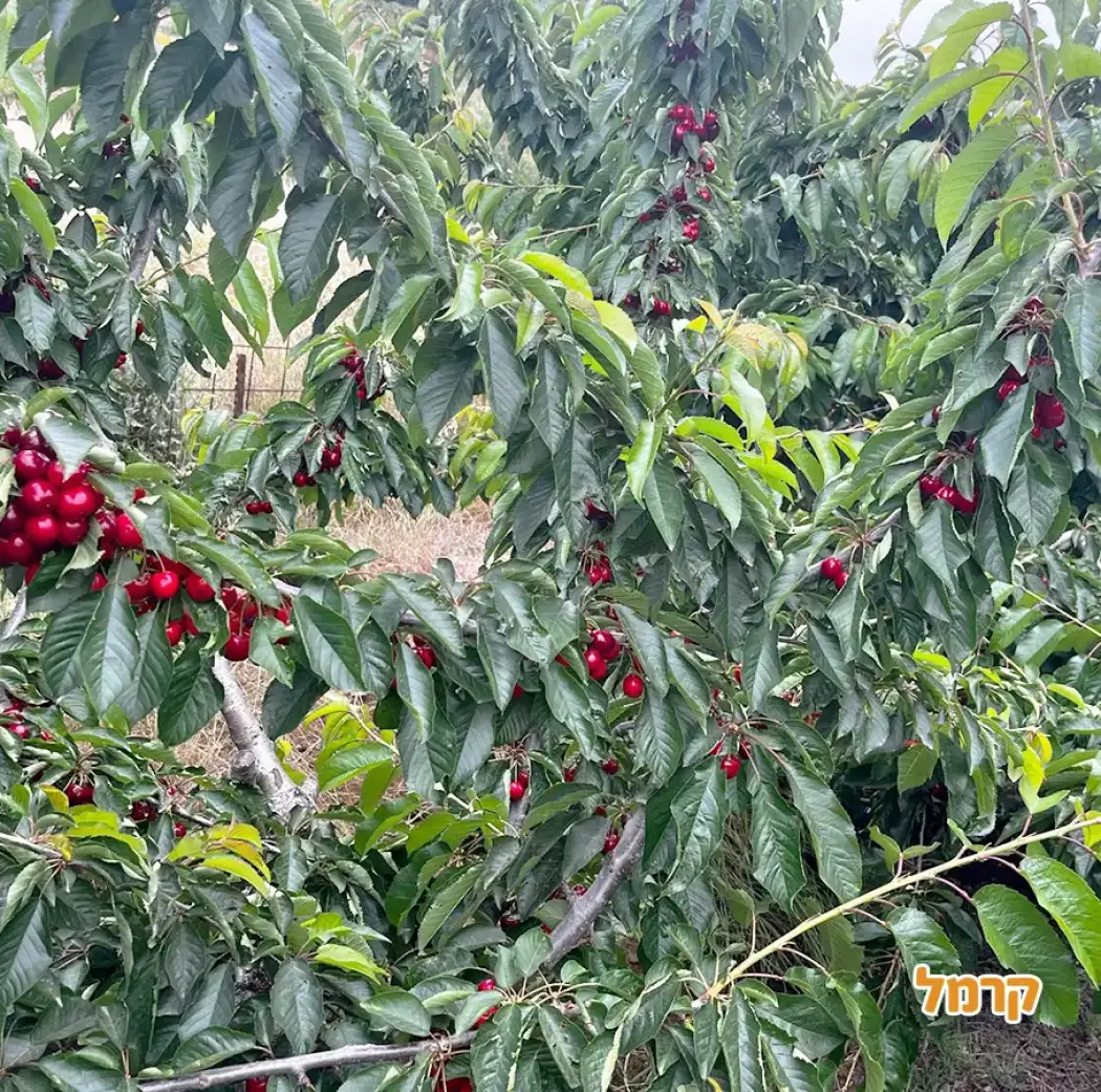 קטיף גרנד גולן קטיף גרנד גולן