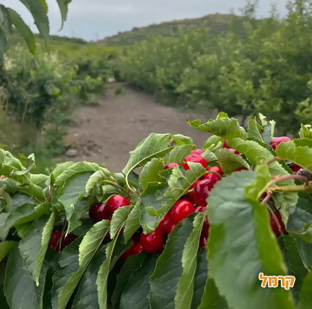 קטיף גרנד גולן