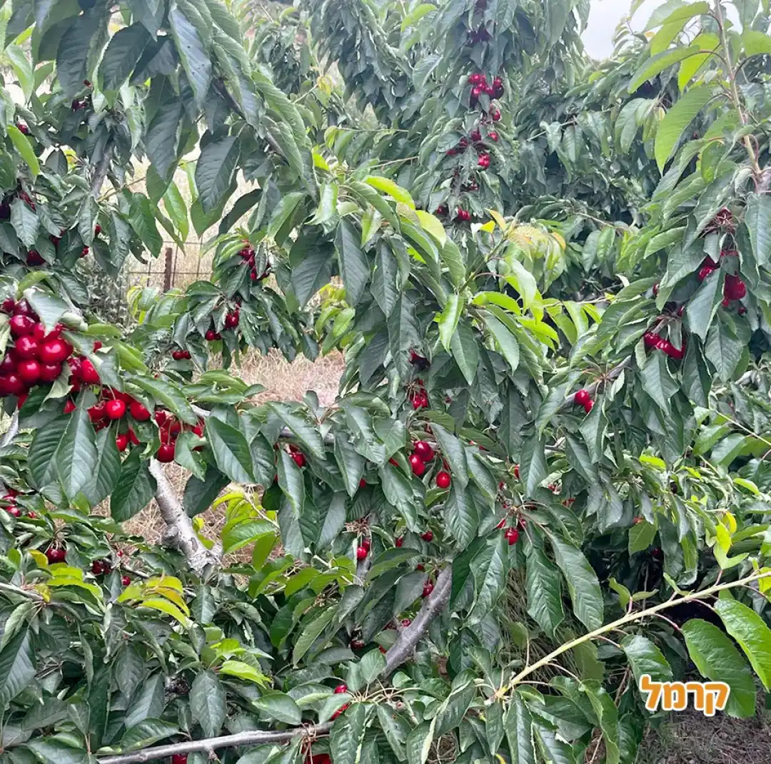 קטיף גרנד גולן