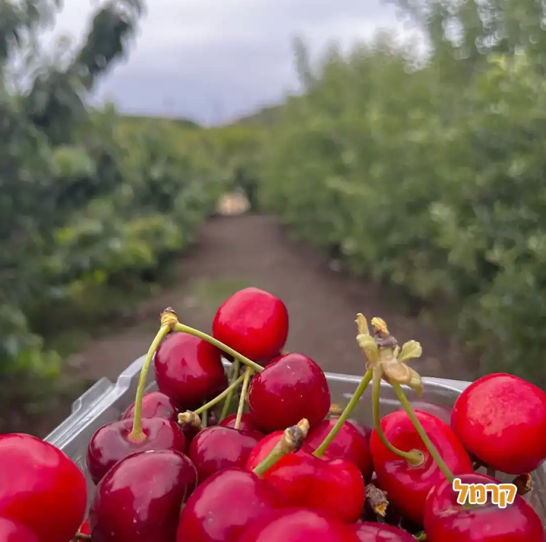 קטיף גרנד גולן