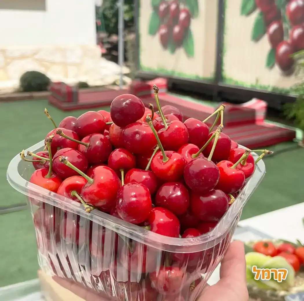 הדובדבנים של סאלח טרביה הדובדבנים של סאלח טרביה