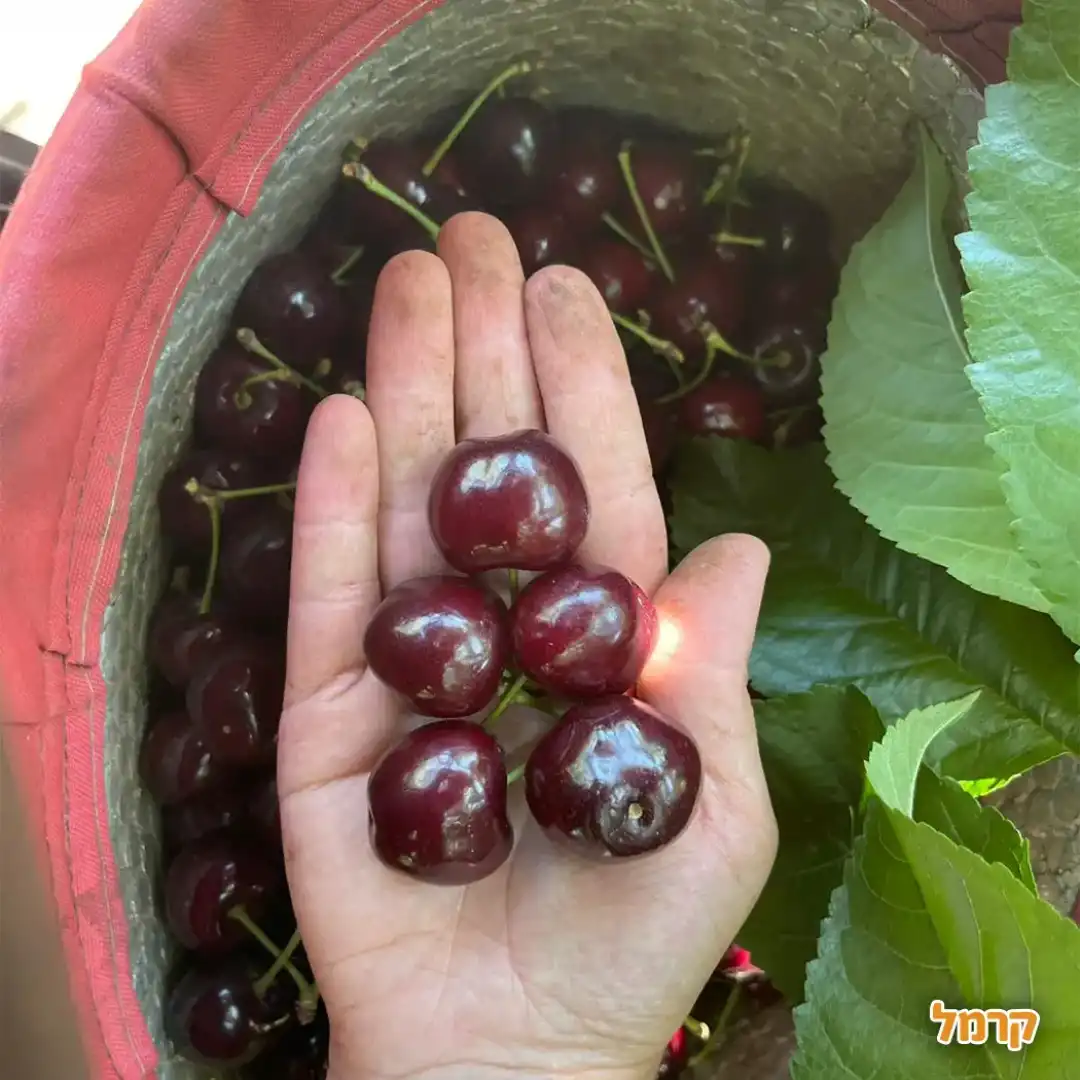 הדובדבנים של סאלח טרביה