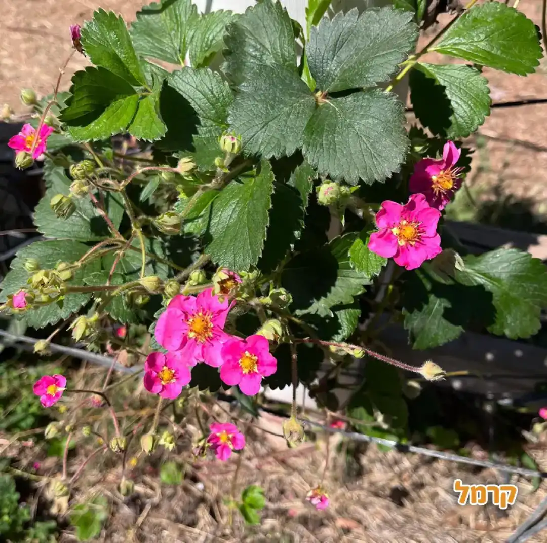 Конная ферма и вишневый сад