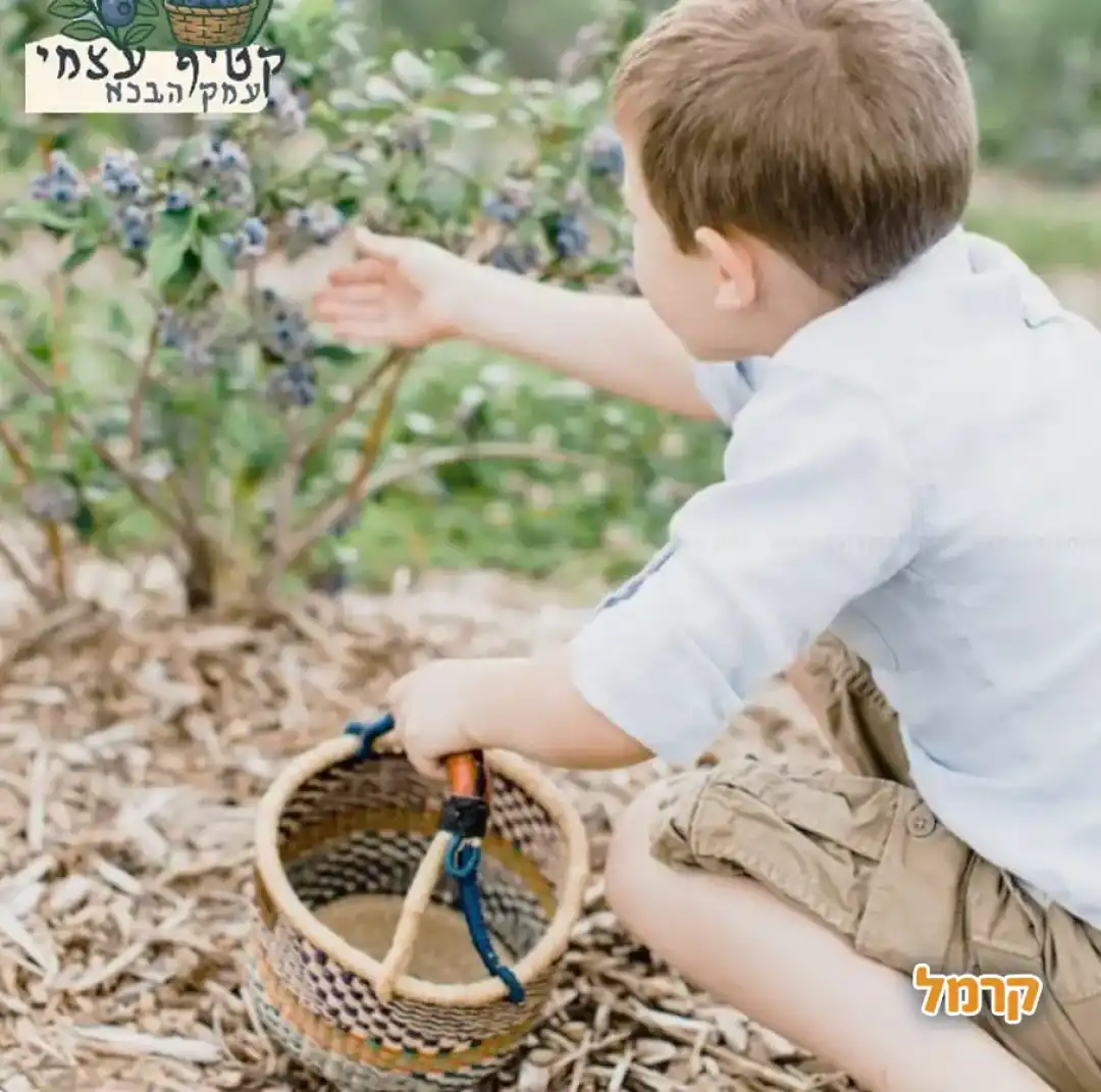 עמק הבכא – חוויה בטעם של אוכמניות