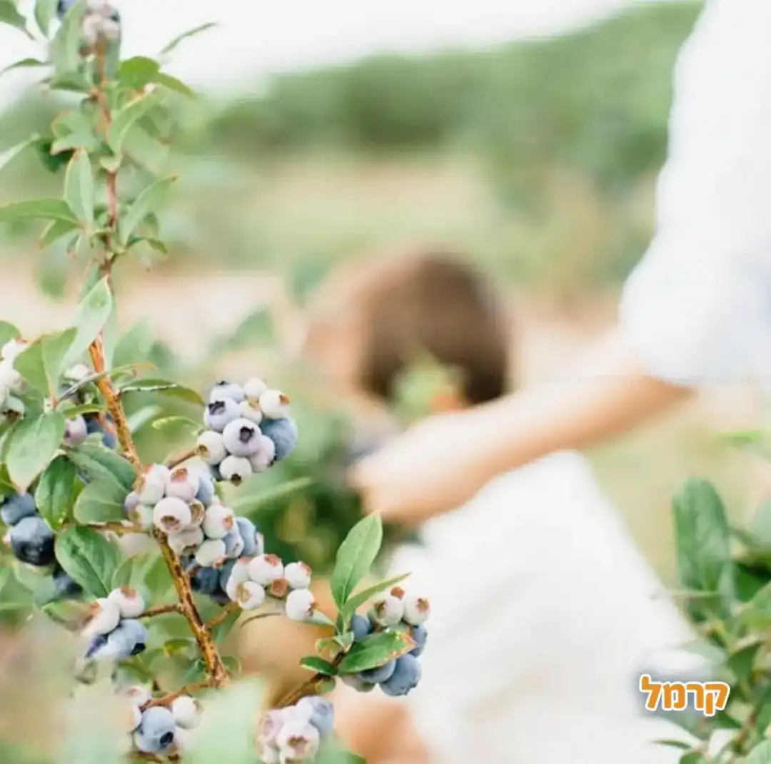 עמק הבכא – חוויה בטעם של אוכמניות