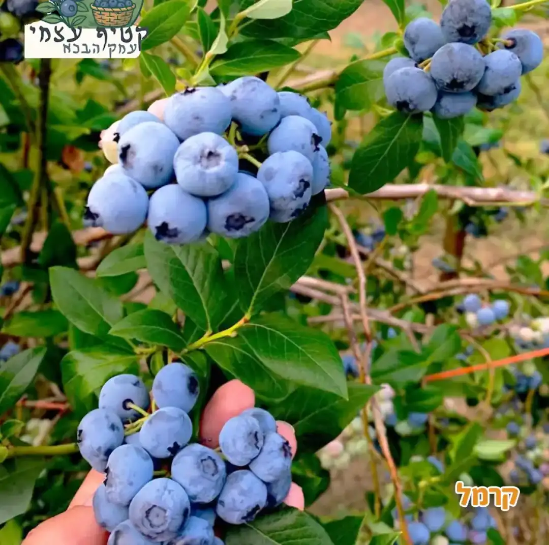 עמק הבכא – חוויה בטעם של אוכמניות