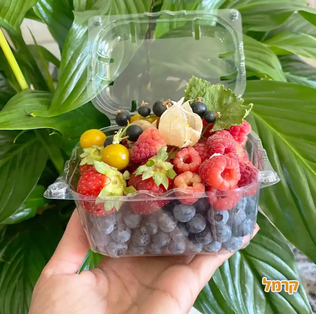 קטיף של פירות יער החרמון