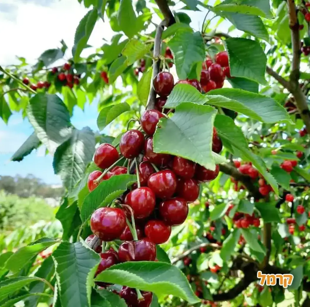 פארק הבוסתן פארק הבוסתן