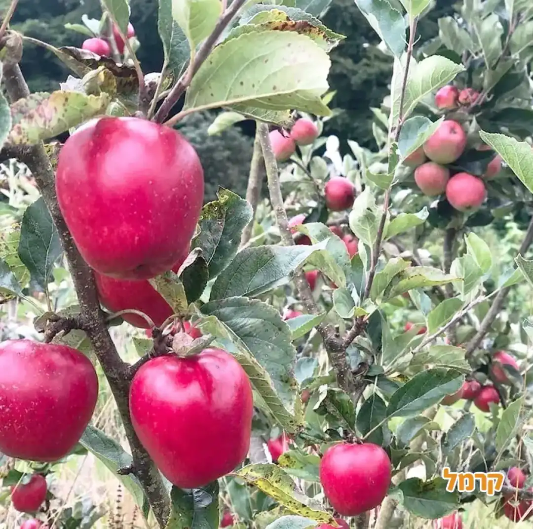 פארק הבוסתן