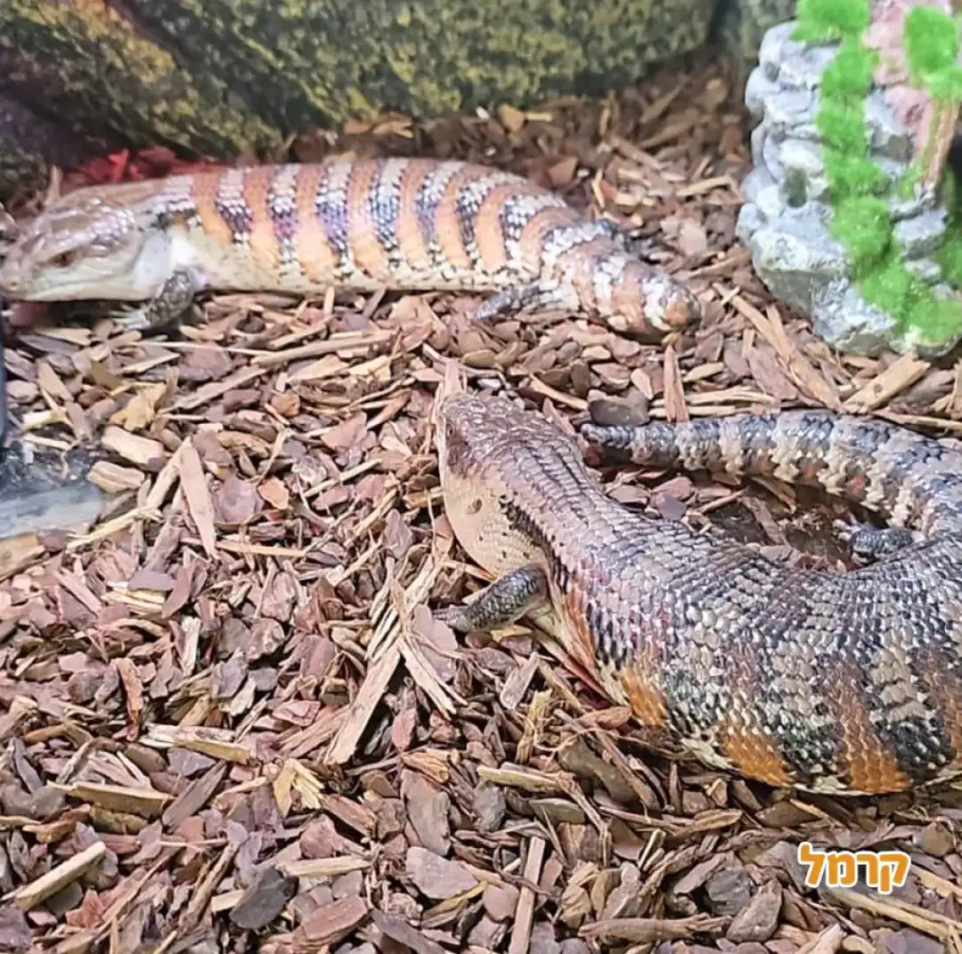 החיות של מוסא ואתל