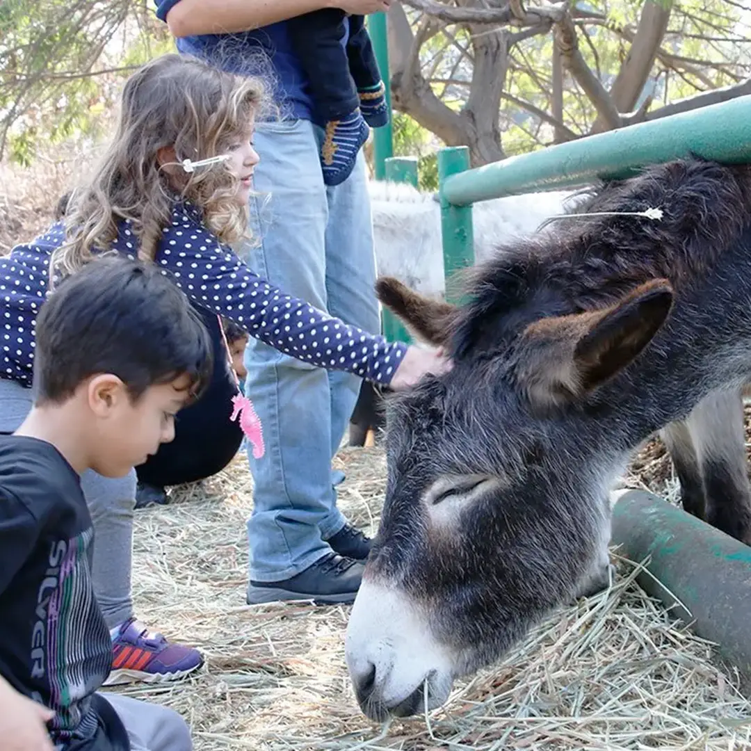החווה בגבעה - גבעת ברנר