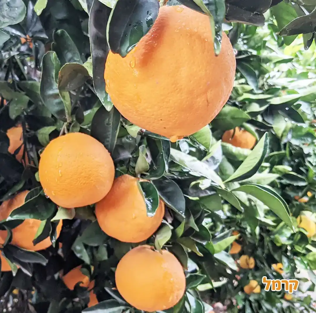 קטיף בכפר נטר