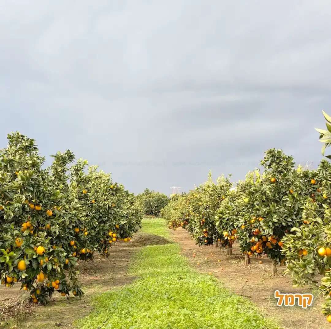 קטיף בכפר נטר