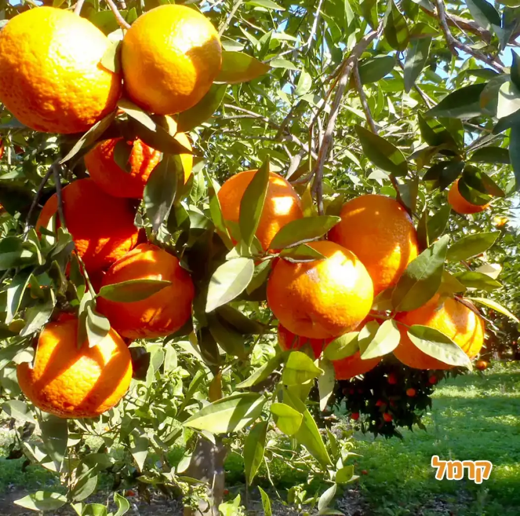 קטיף בכפר נטר