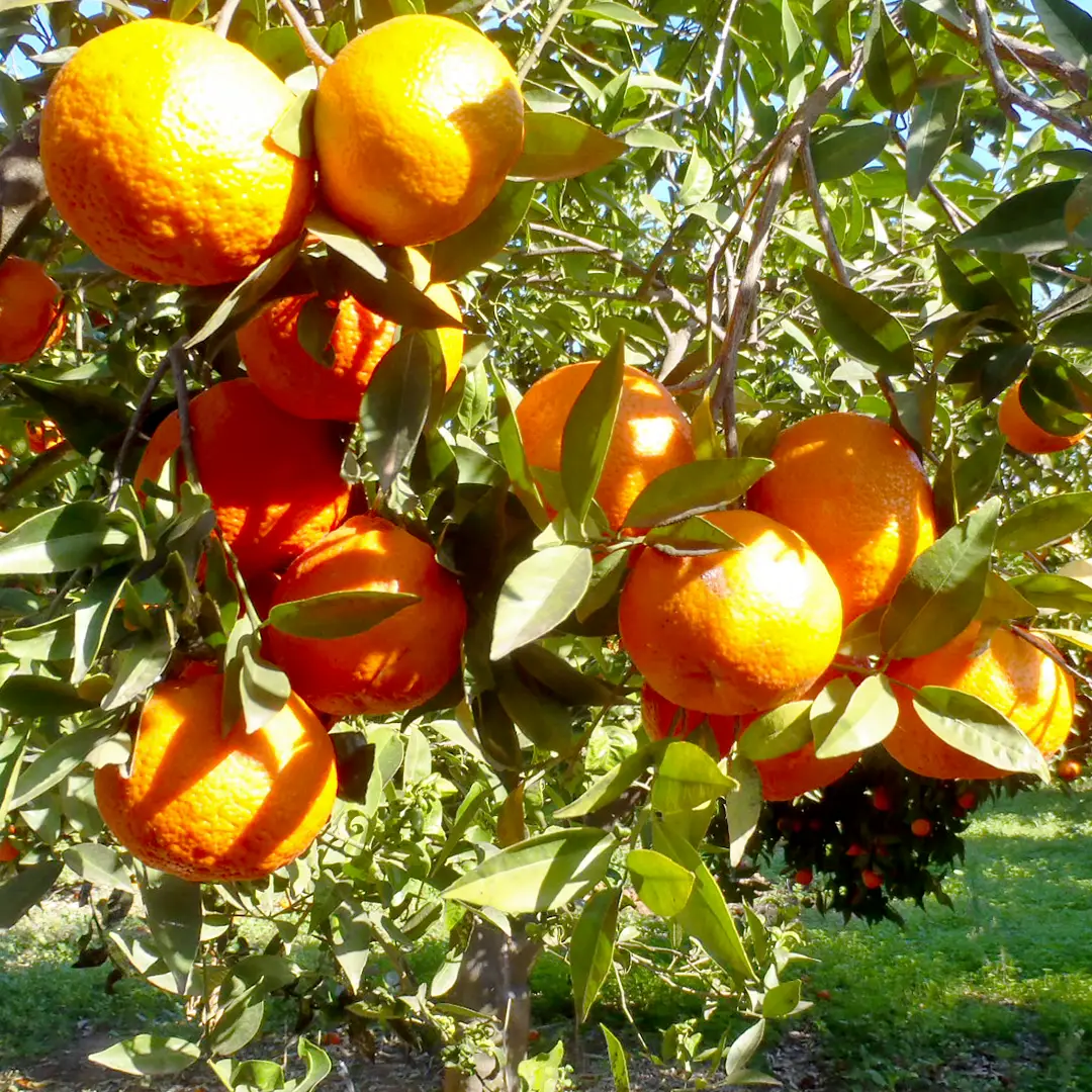 קטיף בכפר נטר