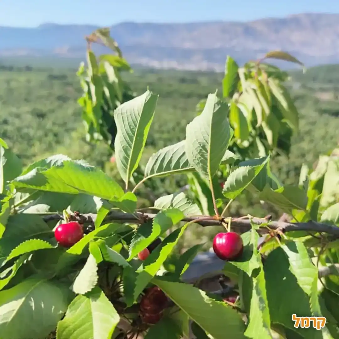 קטיף של דובדבנים אצל רוני