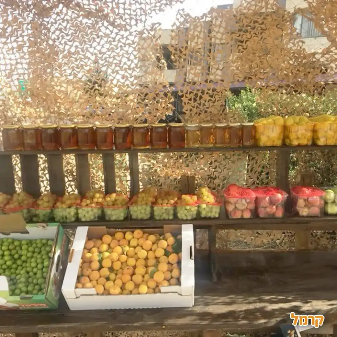 קטיף של דובדבנים אצל רוני