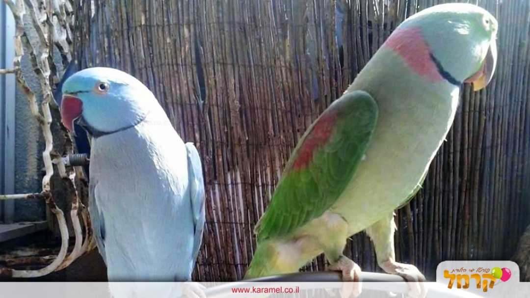 חיות וחוויות