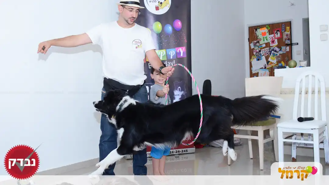 עולם הכלבים של תומר