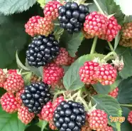 קטיף עצמי פירות יער